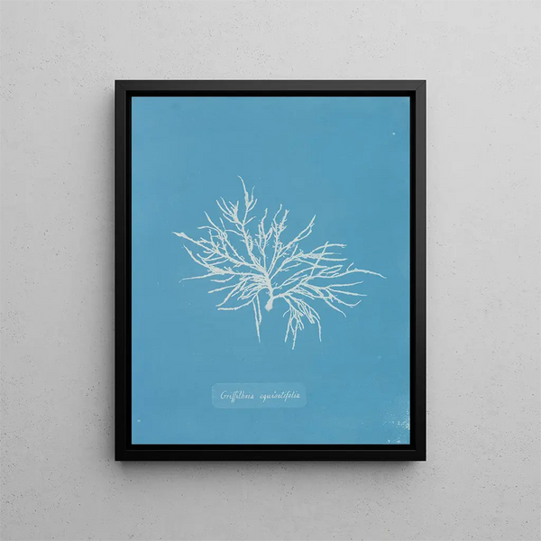 Griffithsia equisetifolia - Anna Atkins — framed artwork on a wall
