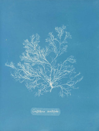Griffithsia multifida - Anna Atkins — artwork view