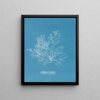 Griffithsia multifida - Anna Atkins — framed artwork on a wall