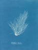 Griffithsia setacea - Anna Atkins — artwork view
