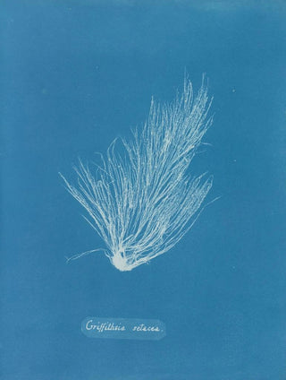 Griffithsia setacea - Anna Atkins — artwork view