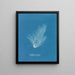 Griffithsia setacea - Anna Atkins — framed artwork on a wall