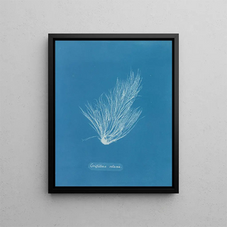 Griffithsia setacea - Anna Atkins — framed artwork on a wall