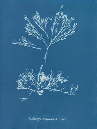 Halidrys siliquosa - Anna Atkins — artwork view
