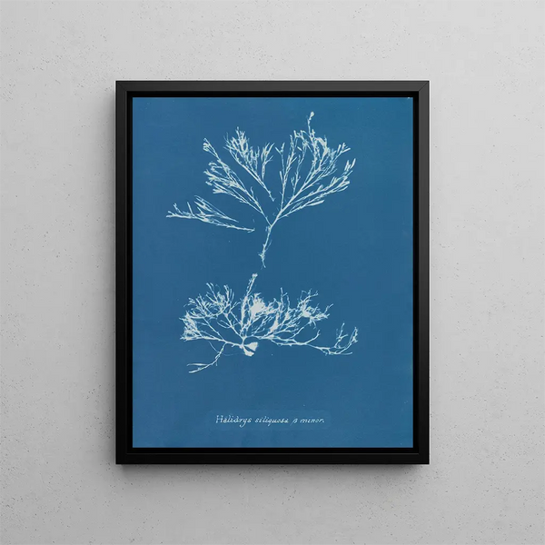 Halidrys siliquosa - Anna Atkins — framed artwork on a wall