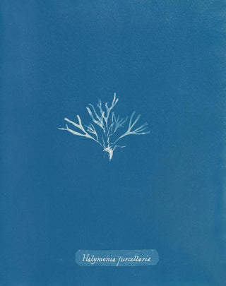 Halymenia furcellaria - Anna Atkins — artwork view