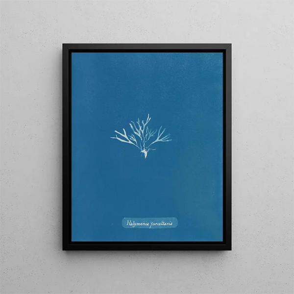 Halymenia furcellaria - Anna Atkins — framed artwork on a wall