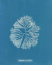 Halymenia furcellata - Anna Atkins — artwork view
