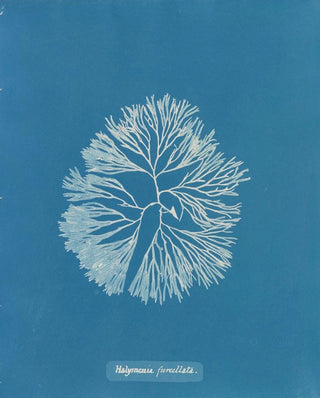 Halymenia furcellata - Anna Atkins — artwork view
