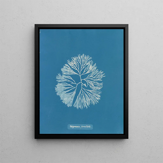 Halymenia furcellata - Anna Atkins — framed artwork on a wall