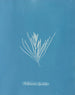 Hylemenia ligulata - Anna Atkins — artwork view