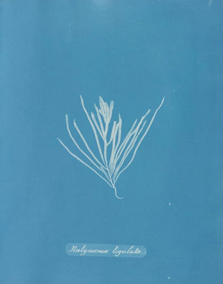 Hylemenia ligulata - Anna Atkins — artwork view