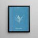 Hylemenia ligulata - Anna Atkins — framed artwork on a wall