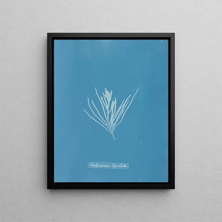 Hylemenia ligulata - Anna Atkins — framed artwork on a wall