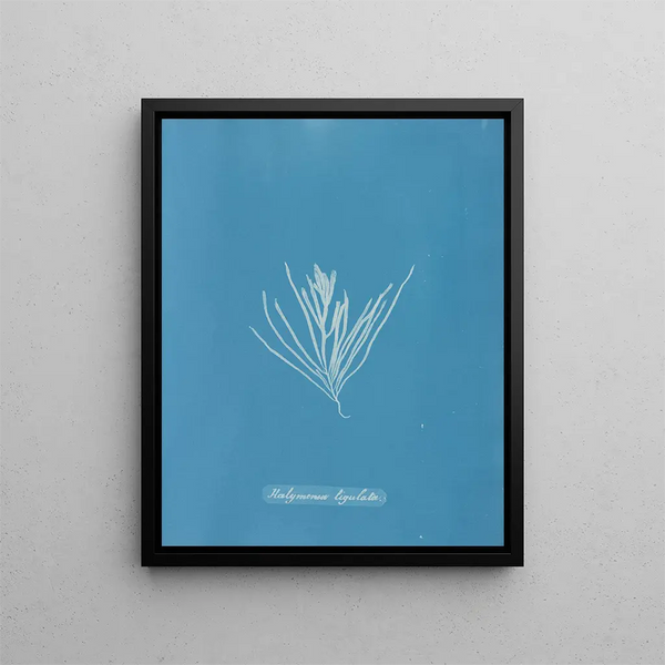 Hylemenia ligulata - Anna Atkins — framed artwork on a wall