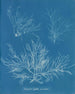 Halymenia ligulata var. dichotome - Anna Atkins — artwork view