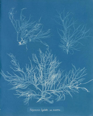 Halymenia ligulata var. dichotome - Anna Atkins — artwork view