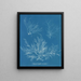 Halymenia ligulata var. dichotome - Anna Atkins — framed artwork on a wall