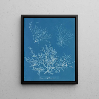 Halymenia ligulata var. dichotome - Anna Atkins — framed artwork on a wall