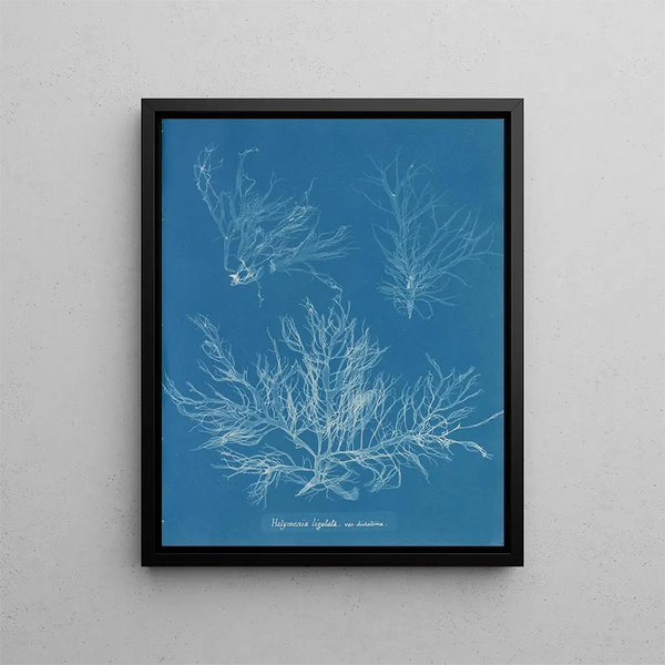 Halymenia ligulata var. dichotome - Anna Atkins — framed artwork on a wall