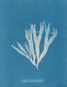 Halymenia ligulata var. latifolia - Anna Atkins — artwork view