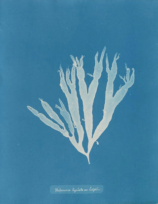 Halymenia ligulata var. latifolia - Anna Atkins — artwork view