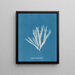 Halymenia ligulata var. latifolia - Anna Atkins — framed artwork on a wall