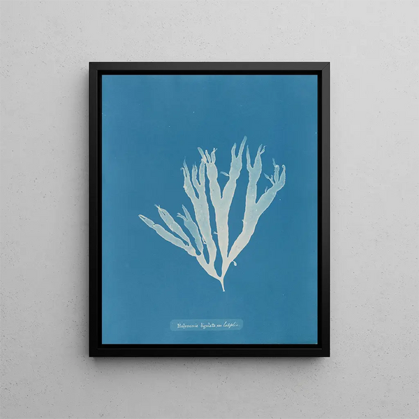 Halymenia ligulata var. latifolia - Anna Atkins — framed artwork on a wall