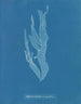 Halymenia ligulata var. ramentacea - Anna Atkins — artwork view