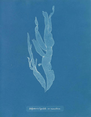 Halymenia ligulata var. ramentacea - Anna Atkins — artwork view