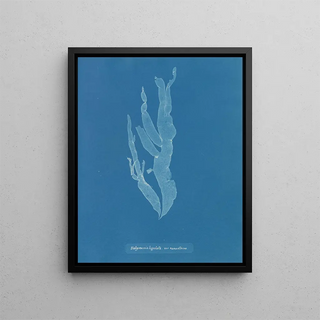 Halymenia ligulata var. ramentacea - Anna Atkins — framed artwork on a wall