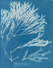 Halyséris polypodioides - Anna Atkins — artwork view