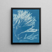 Halyséris polypodioides - Anna Atkins — framed artwork on a wall