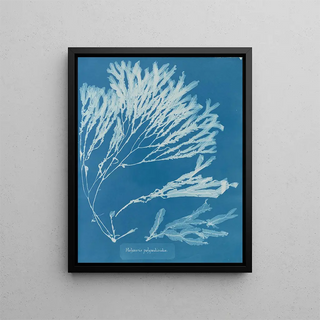 Halyséris polypodioides - Anna Atkins — framed artwork on a wall