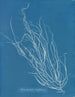 Helminthocladia Griffithsiana - Anna Atkins — artwork view