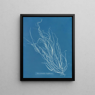 Helminthocladia Griffithsiana - Anna Atkins — framed artwork on a wall