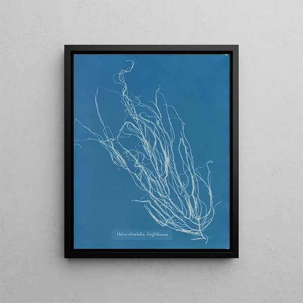Helminthocladia Griffithsiana - Anna Atkins — framed artwork on a wall