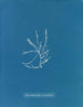Helminthocladia vermicularis - Anna Atkins — artwork view