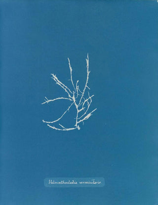 Helminthocladia vermicularis - Anna Atkins — artwork view