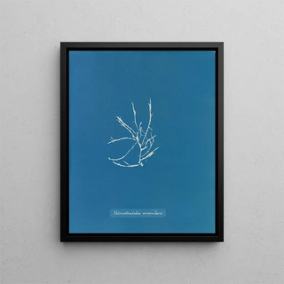 Helminthocladia vermicularis - Anna Atkins — framed artwork on a wall