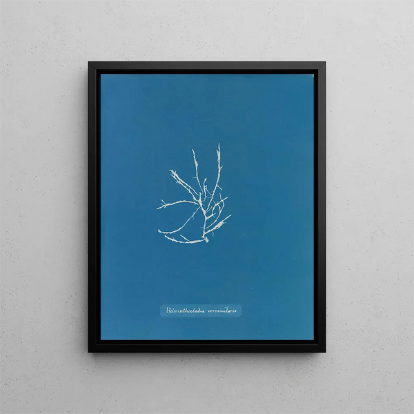 Helminthocladia vermicularis - Anna Atkins — framed artwork on a wall