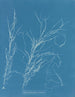 Helminthocladia virescens - Anna Atkins — artwork view