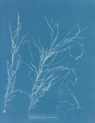 Helminthocladia virescens - Anna Atkins — artwork view