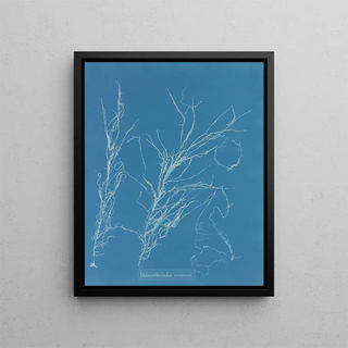 Helminthocladia virescens - Anna Atkins — framed artwork on a wall