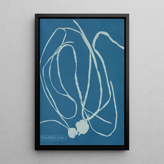 Himanthalia lorea - Anna Atkins — framed artwork on a wall