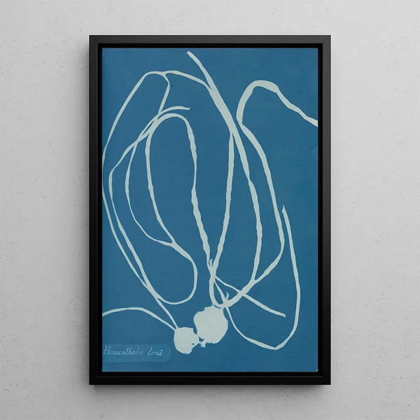 Himanthalia lorea - Anna Atkins — framed artwork on a wall