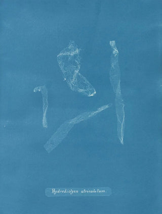 Hydrodictyon utriculatum - Anna Atkins — artwork view