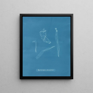 Hydrodictyon utriculatum - Anna Atkins — framed artwork on a wall
