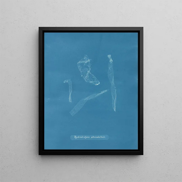 Hydrodictyon utriculatum - Anna Atkins — framed artwork on a wall