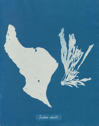 You eat rainbows - Anna Atkins — artwork view